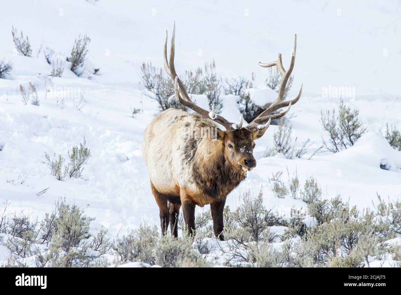 Bull elk with large rack in winter, Yellowstone National Park, Wyoming Stock Photo