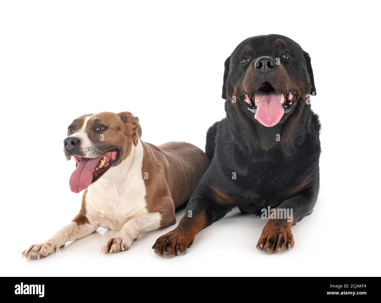 Staff Rottweiler american staffordshire terrier and rottweiler in front of white ...