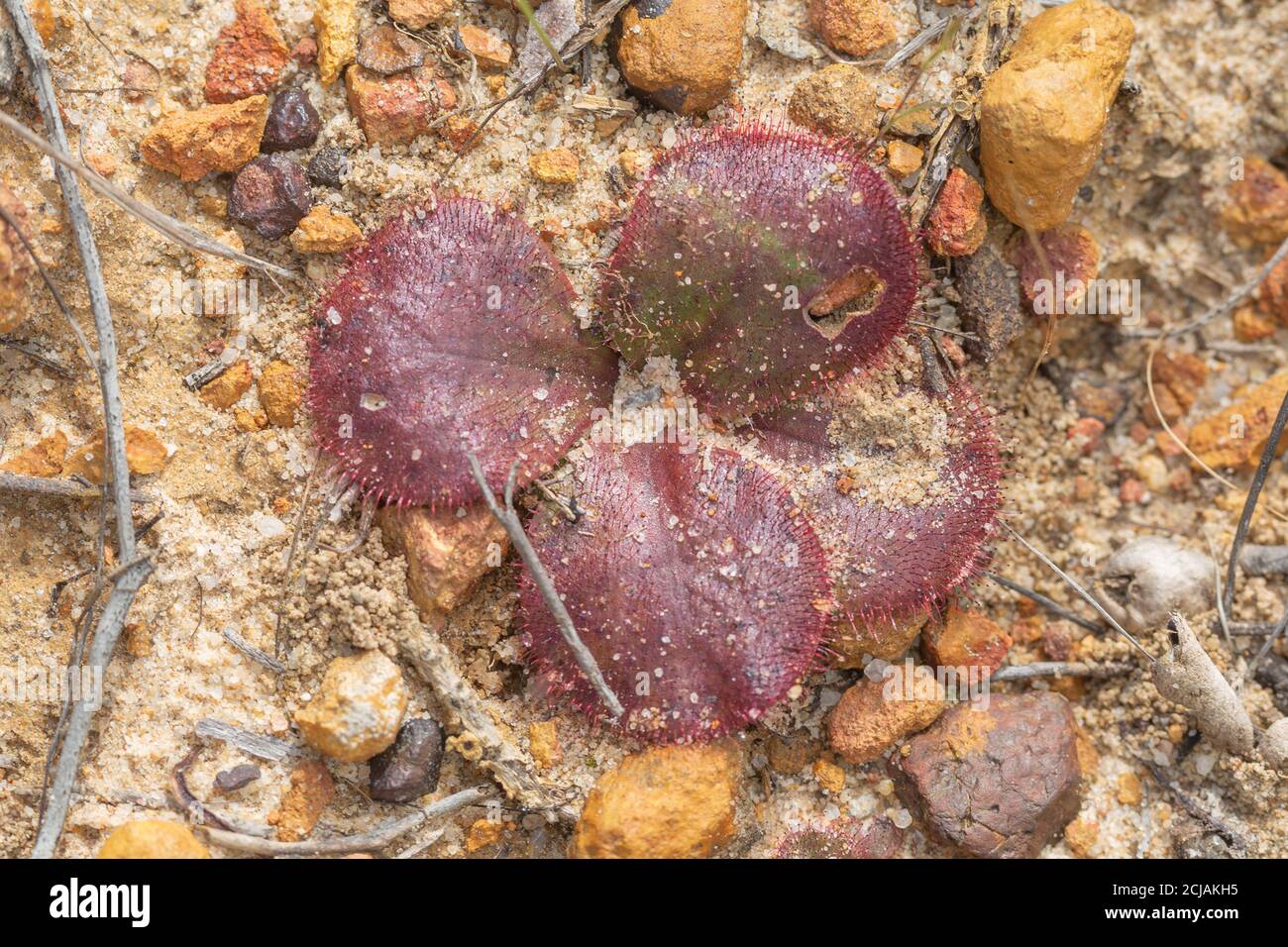 The red rosetted carnivorous plant Drosera magna (Sundew) seen east of Jurien Bay in Western Australia Stock Photo