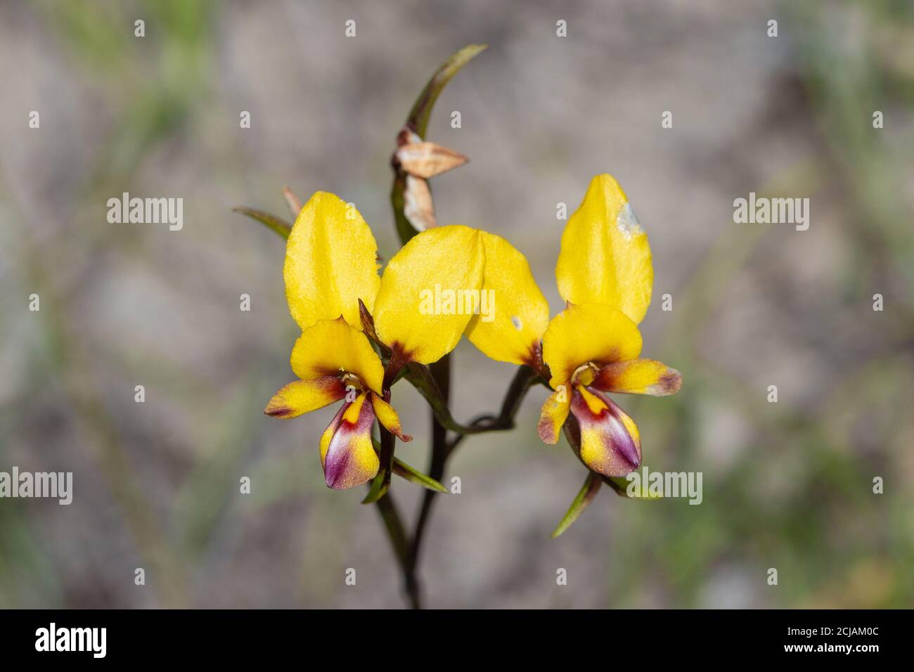 the beautiful yellow/orange flowers of the Donkey Orchid Diuris tinkeri  seen east of Jurien Bay in Western Australia, frontal view Stock Photo