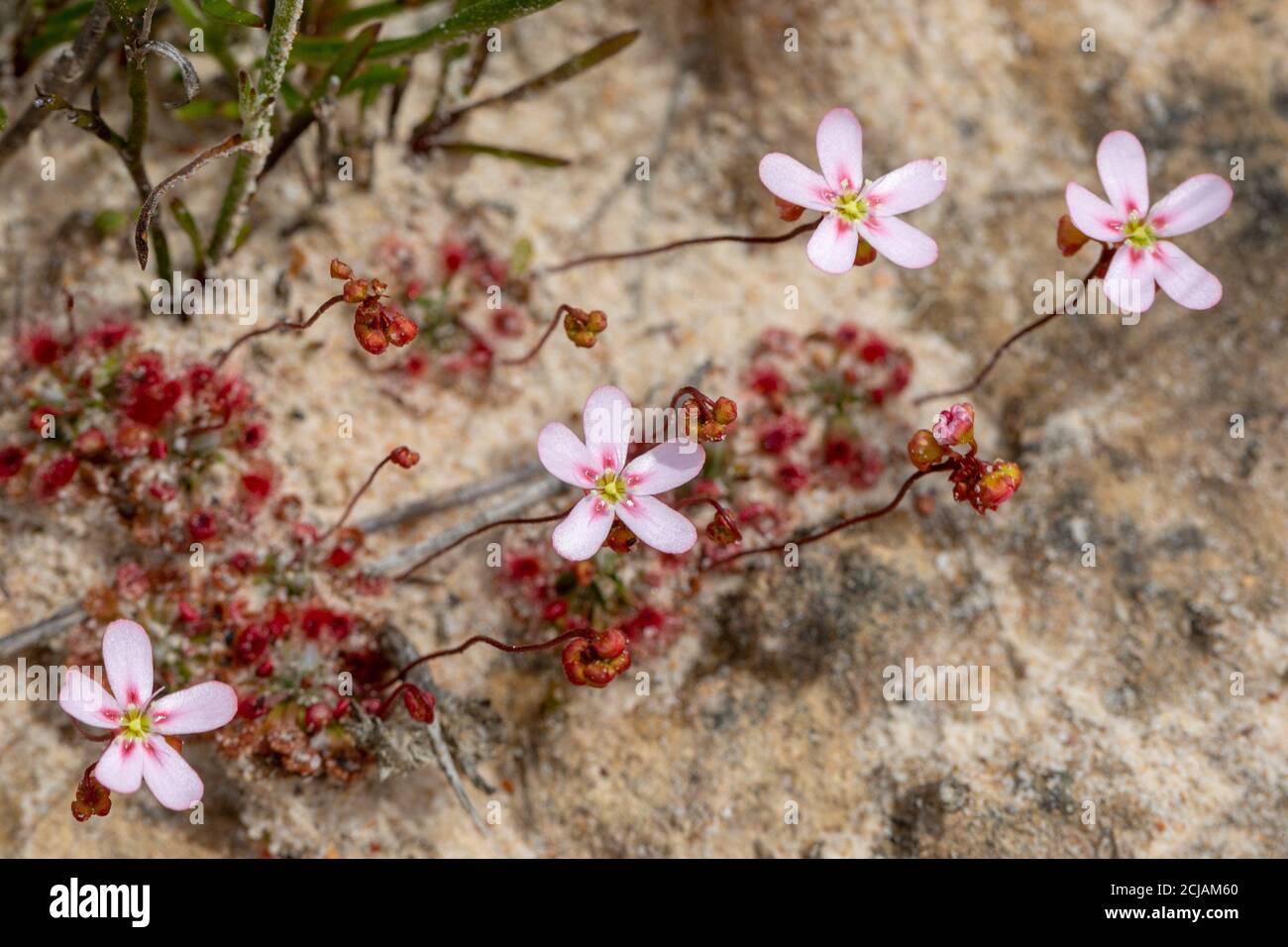 The carnivorous plant Drosera spilos (Sundew) with its flower, seen east of Jurien Bay in Western Australia Stock Photo