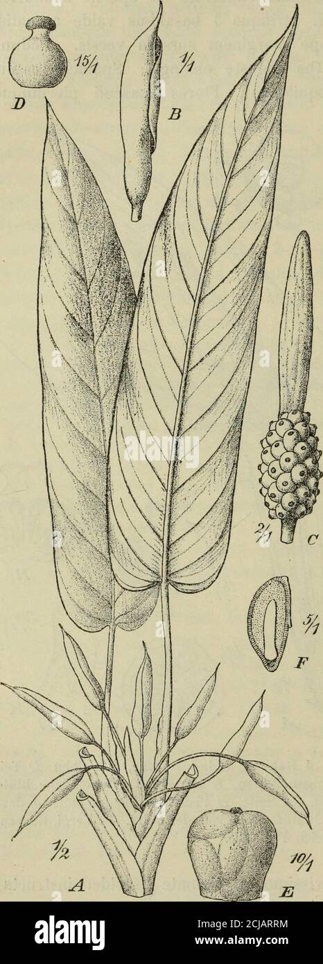 . Botanische Jahrbücher für Systematik, Pflanzengeschichte und Pflanzengeographie . Fig. 1. Homalomena Lauterhachii Engl. A Habitus, B Inflorescenz, C Kolben, D Teilder männlichen Inflorescenz mit zweimännigen Blüten, E Staubblatt, F weibliche Blütemit Staminodium von oben, 0 dieselbe von der Seite, R Pistill im Längsschnitt, J das-selbe im Querschnitt, K Samenanlage, L Staminodium von der Seite. — Vergl. Engleh, Pflanzenreich IV. 23 D. diandri. Pistilla subglobosa stilo brevissimo et stigmate discoideo instructa;Ovaria trilocularia^ ovulis pluribus basi affixis. Staminodia leviter com-press Stock Photo