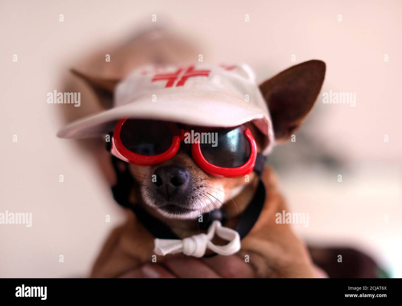 Sezar, a Chihuahua, poses with a cap and sunglasses in Nice, France,  December 7, 2017. REUTERS/Eric Gaillard Stock Photo - Alamy