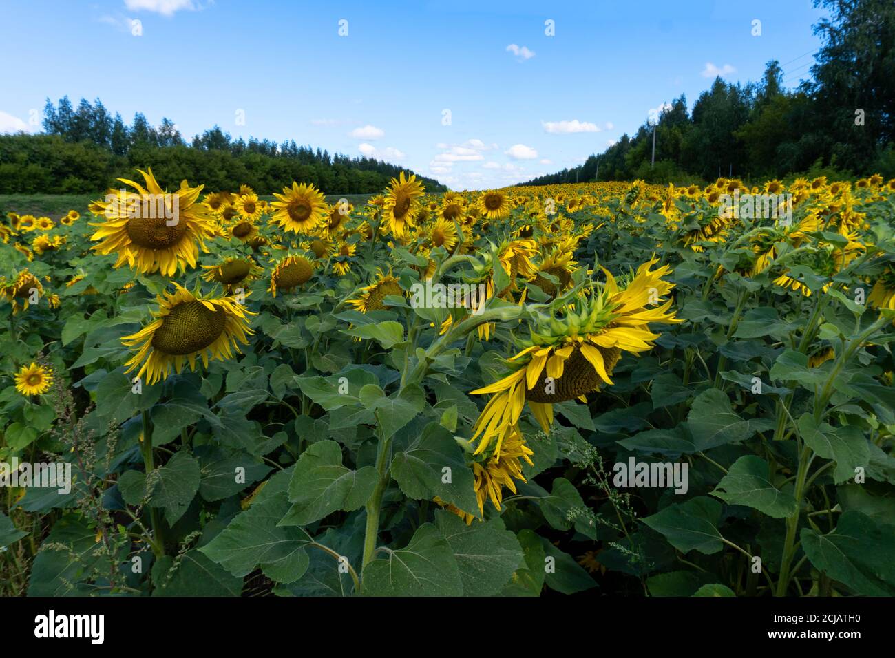 photo sunflowers in the field beautiful background Stock Photo - Alamy