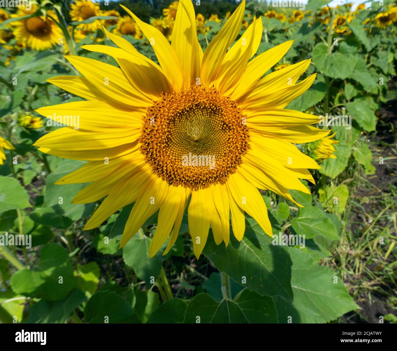 photo sunflowers in the field beautiful background Stock Photo - Alamy