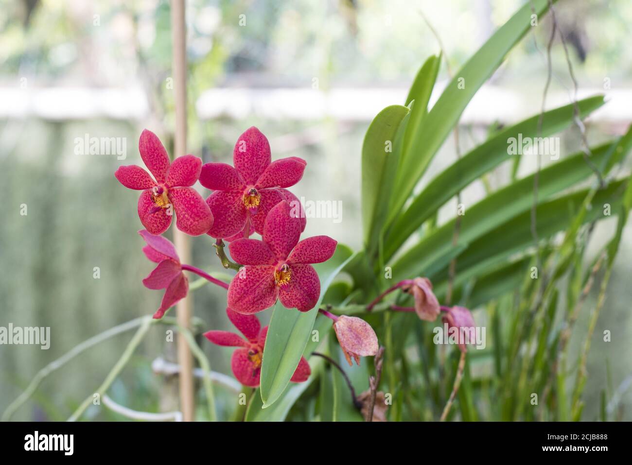 Closeup shot of red orchids of the Philippines Stock Photo Alamy
