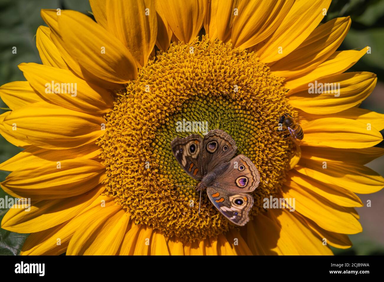 A Sunflower and Butterfly in a northern California field Stock Photo ...