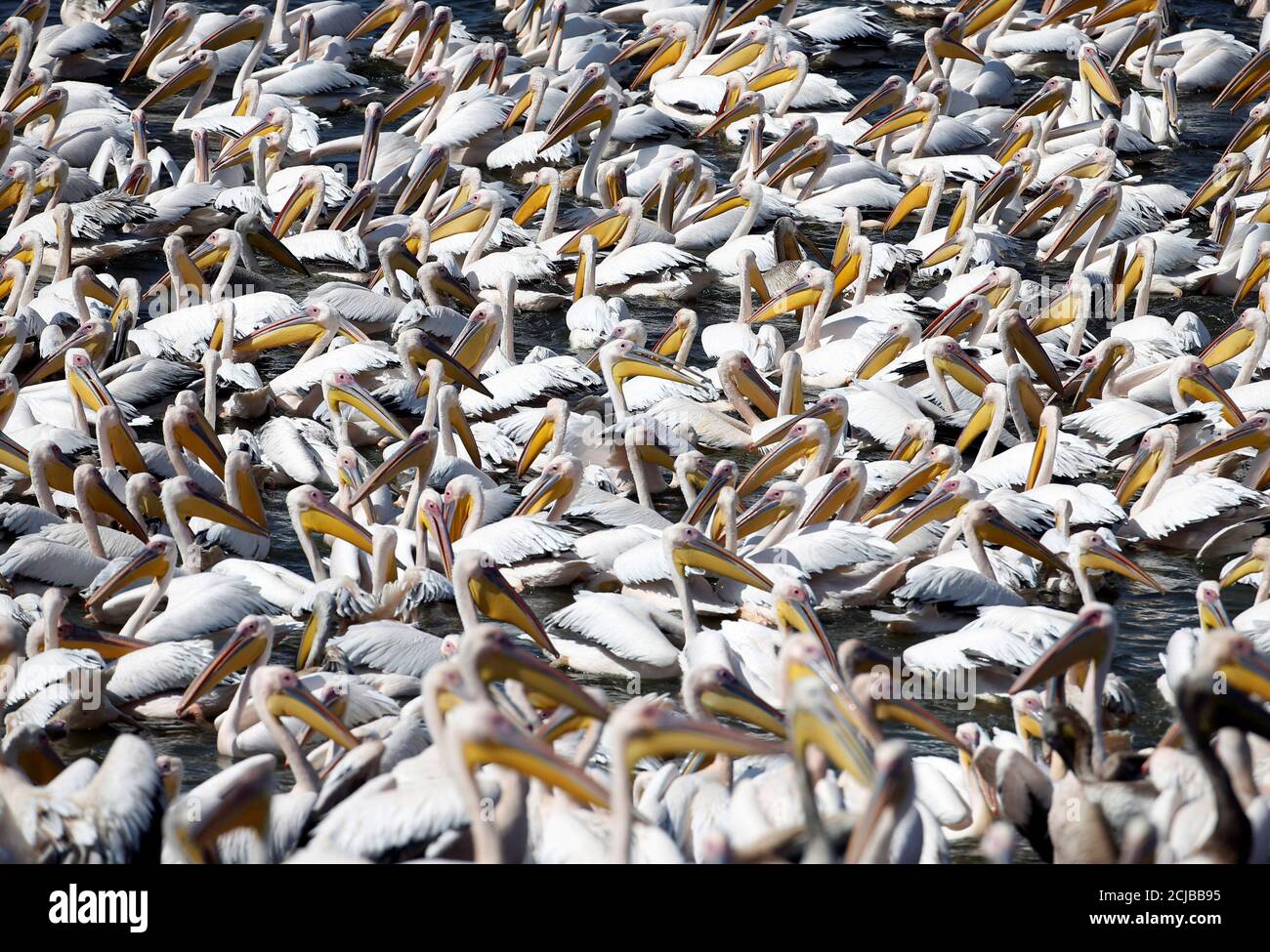 Great white pelicans stand in the water as they are fed by employees from Israel's nature and parks authority, during their migrating season, in Mishmar Hasharon, central Israel October 13, 2016. REUTERS/Baz Ratner Stock Photo