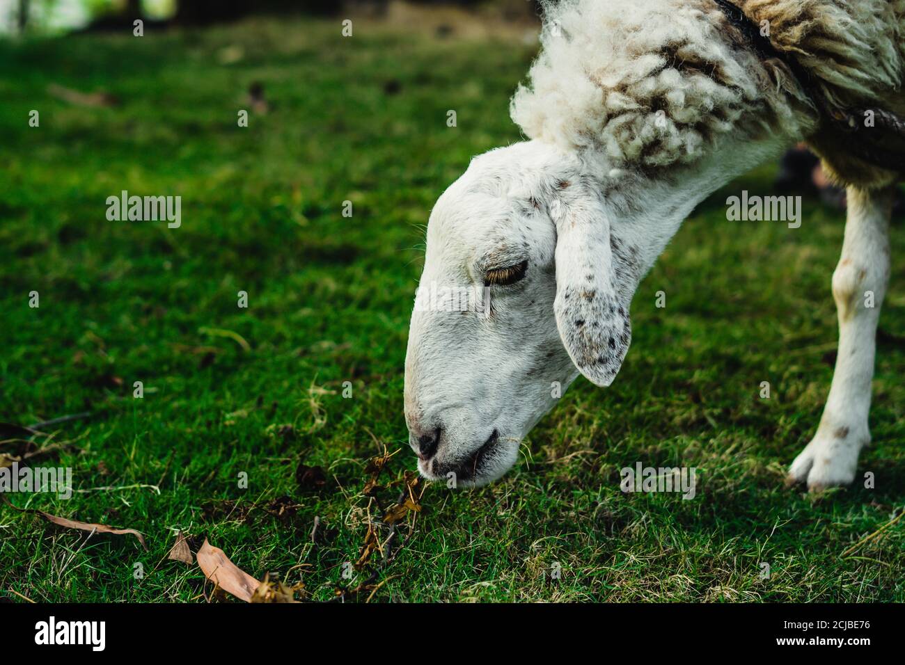 Side view white Sad muzzle sheep eating green grass in the meadow ...