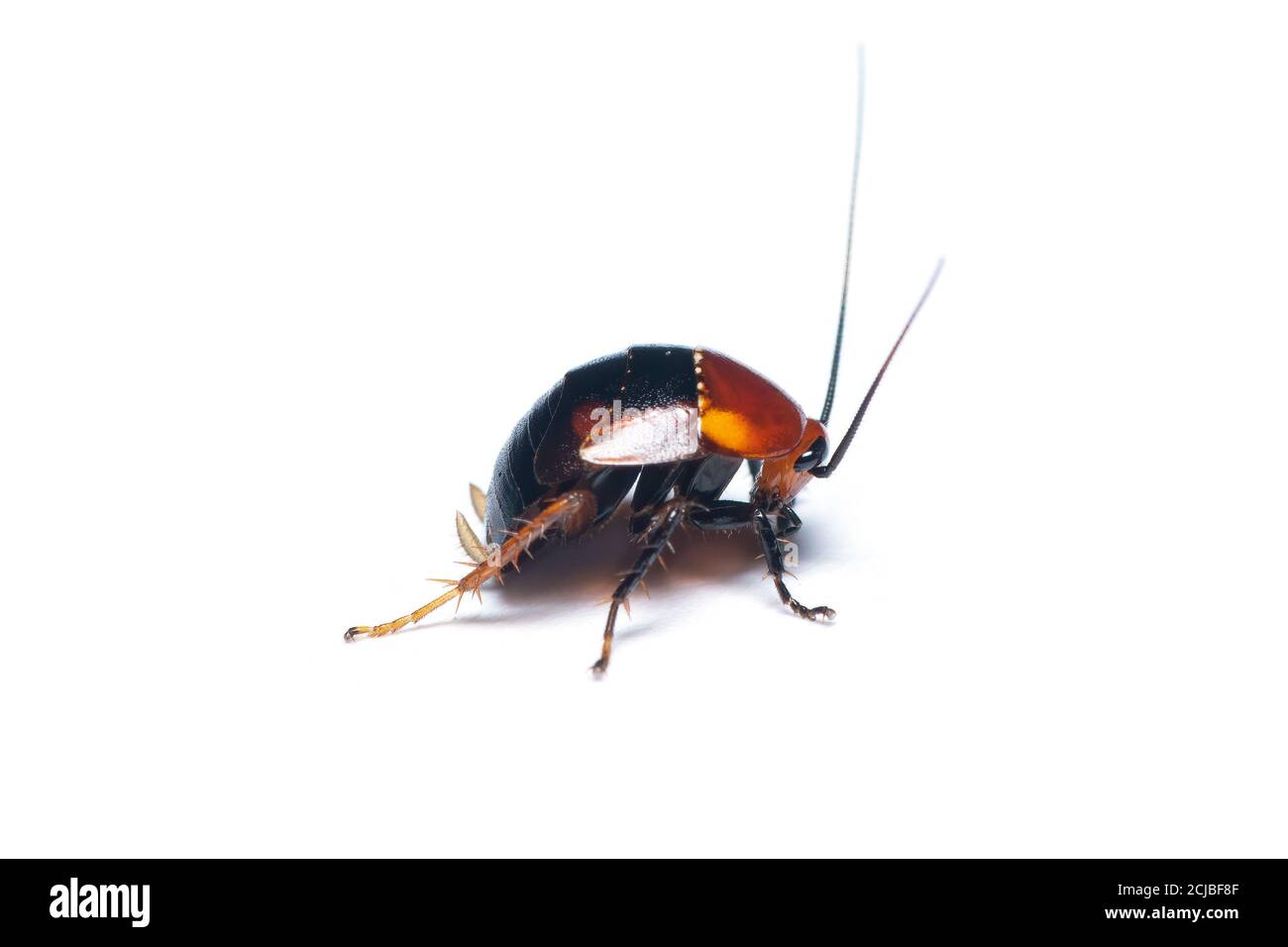 Hemithyrsocera palliata hires stock photography and images Alamy