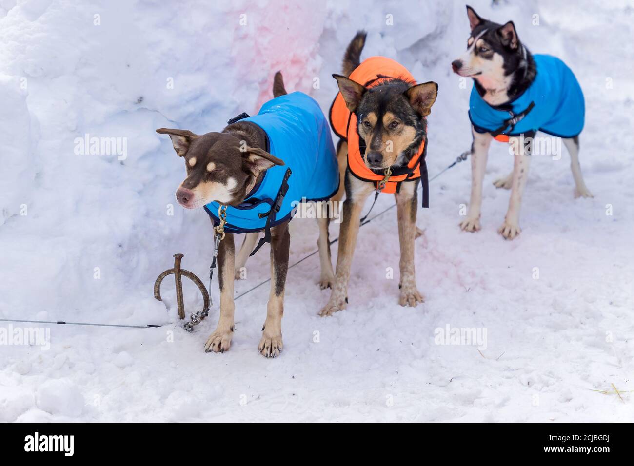 three young siberian husky sled dogs on snow background Stock Photo - Alamy
