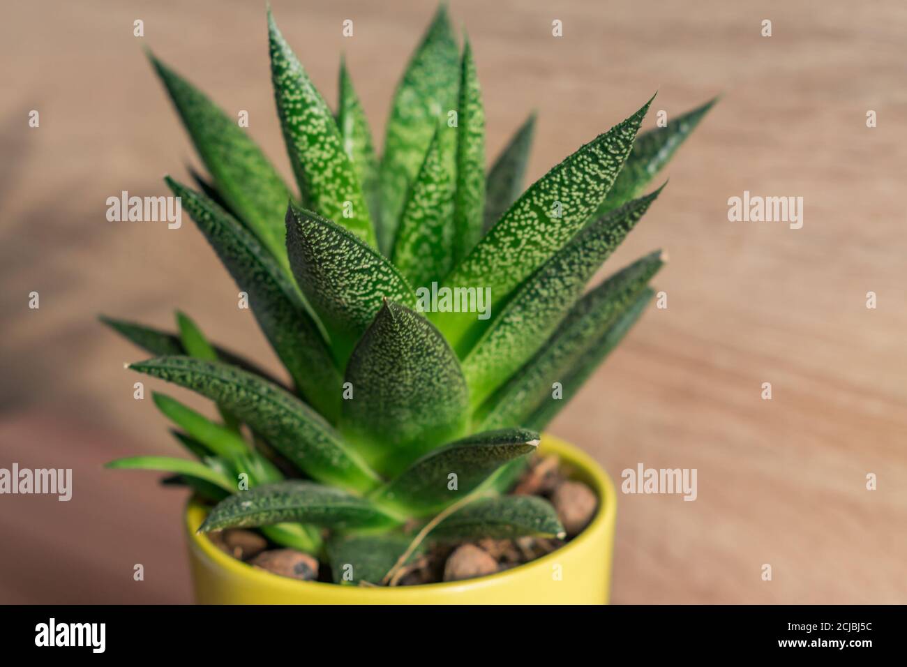 aloe vera plant in yellow ceramic pot, houseplant, domestic gardening. soft focus. Stock Photo