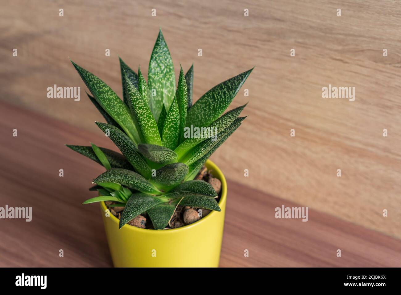 aloe vera plant in yellow ceramic pot, houseplant, domestic gardening. soft focus. Stock Photo