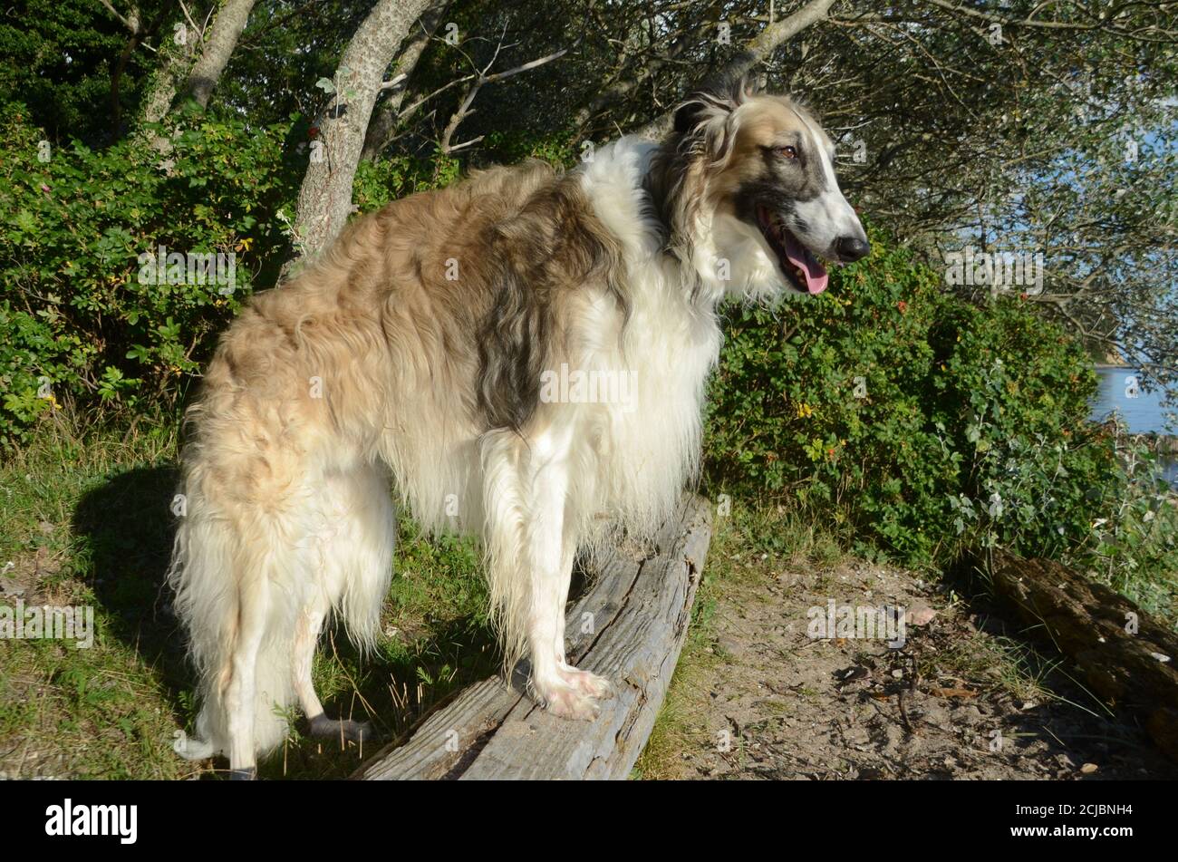 Full body side view of brindle borzoi dog standing in natural ambients. Stock Photo