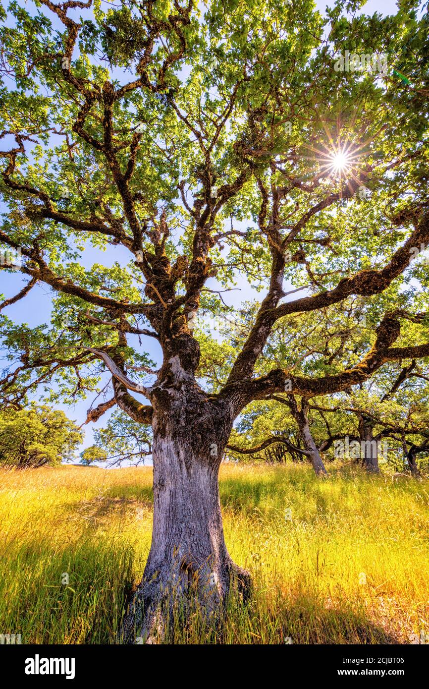 An oak stands in the sunlight in northern California, USA Stock Photo