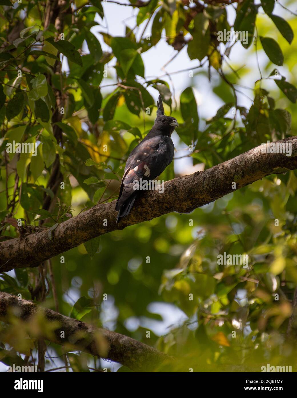 A Black baza (Aviceda leuphotes), with its prominent crest and is perched on a tree branch with dense foliage in the background in the forests of That Stock Photo