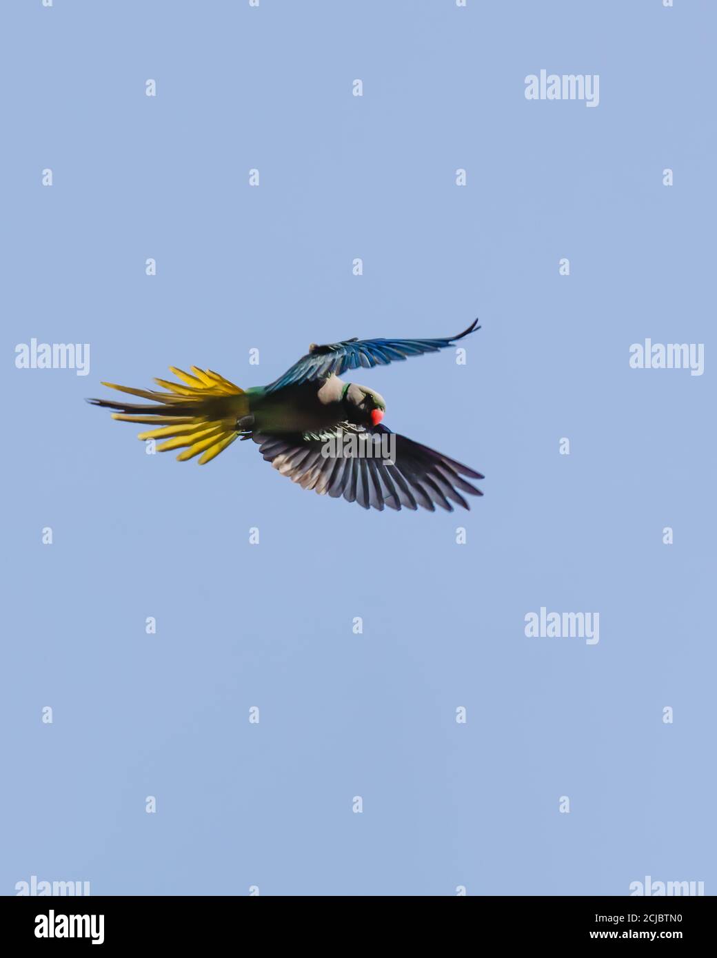 An attractive Blue-winged parakeet (Psittacula columboides), with its tail and wings spread wide during lift off. Stock Photo