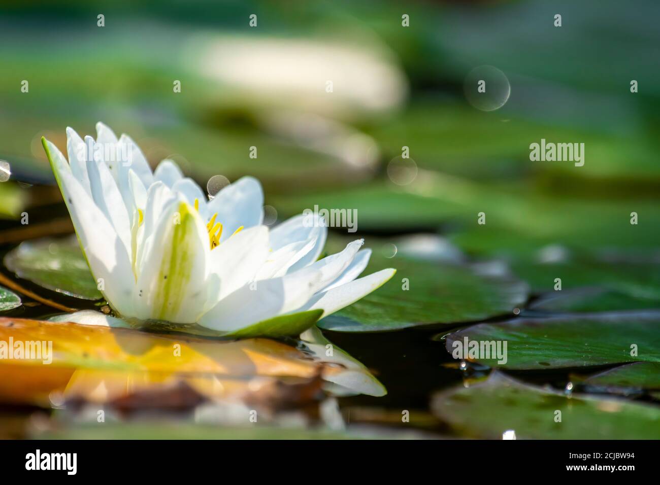 Single water lily with a green leaf floating on water with copy space Stock Photo