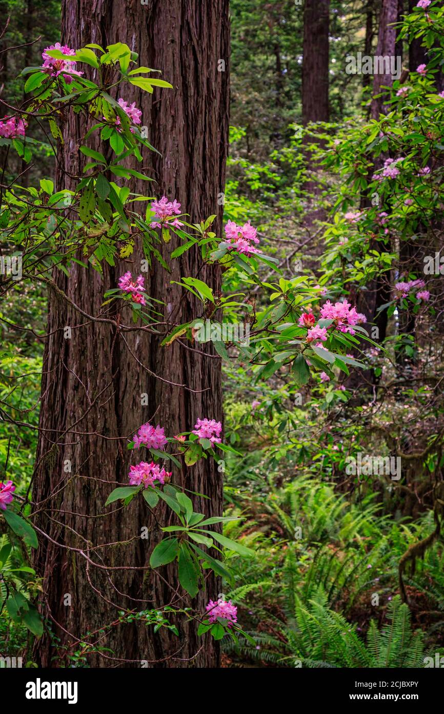 Blooming flowers cover a giant redwood tree in northern California. Stock Photo