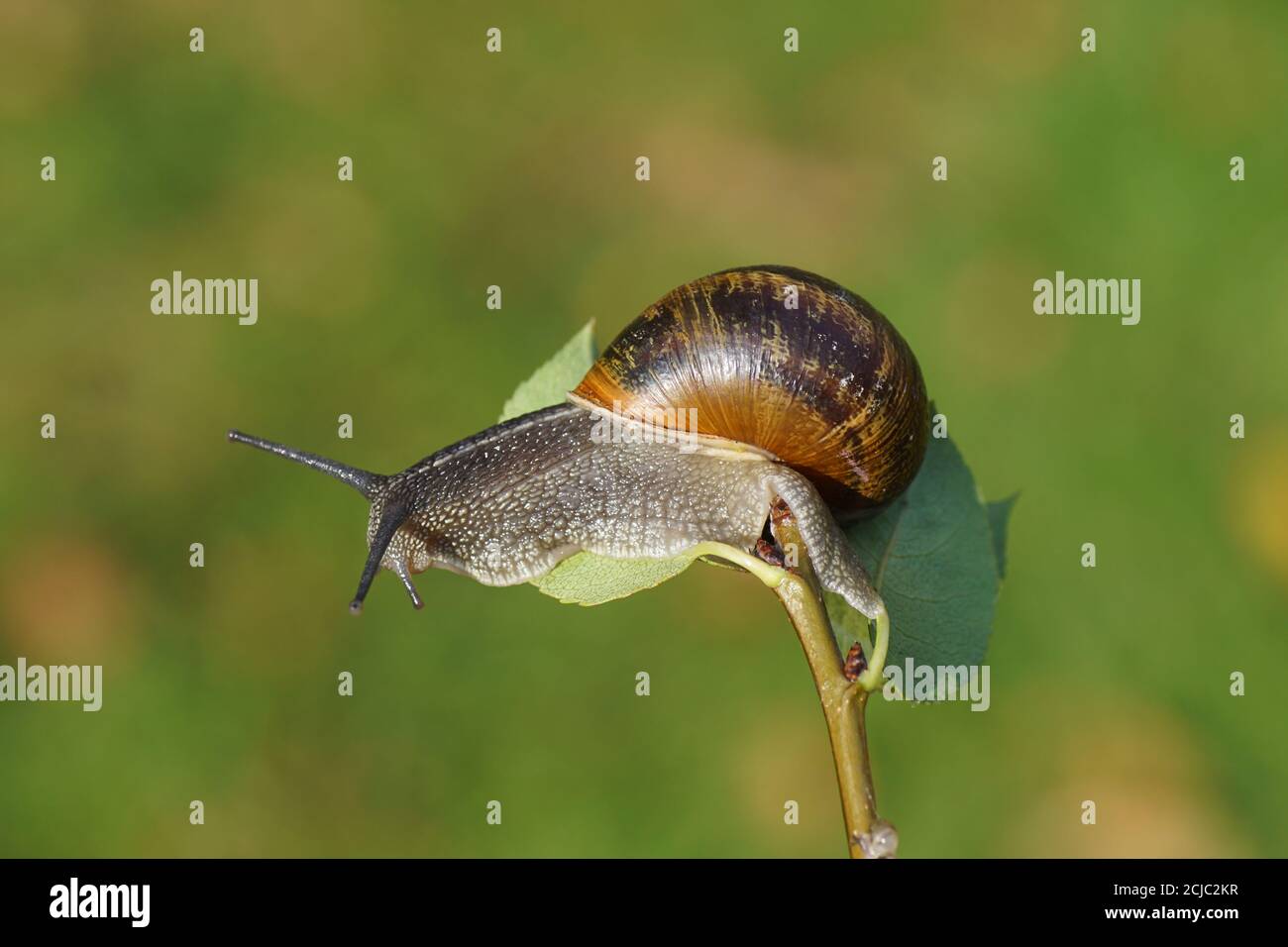 Garden snail (Cornu aspersum) crawling on a twig and leaf. Family land snails ( Helicidae). Summer, September, in a Dutch garden. Stock Photo