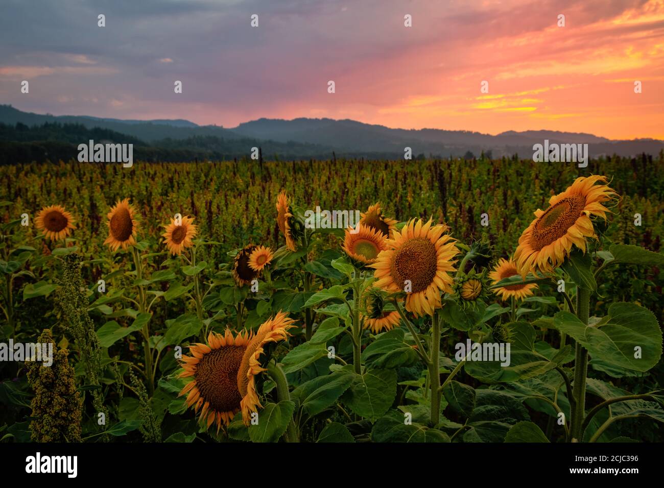 A Sunflower Field at Sunset, Northern California, USA Stock Photo - Alamy