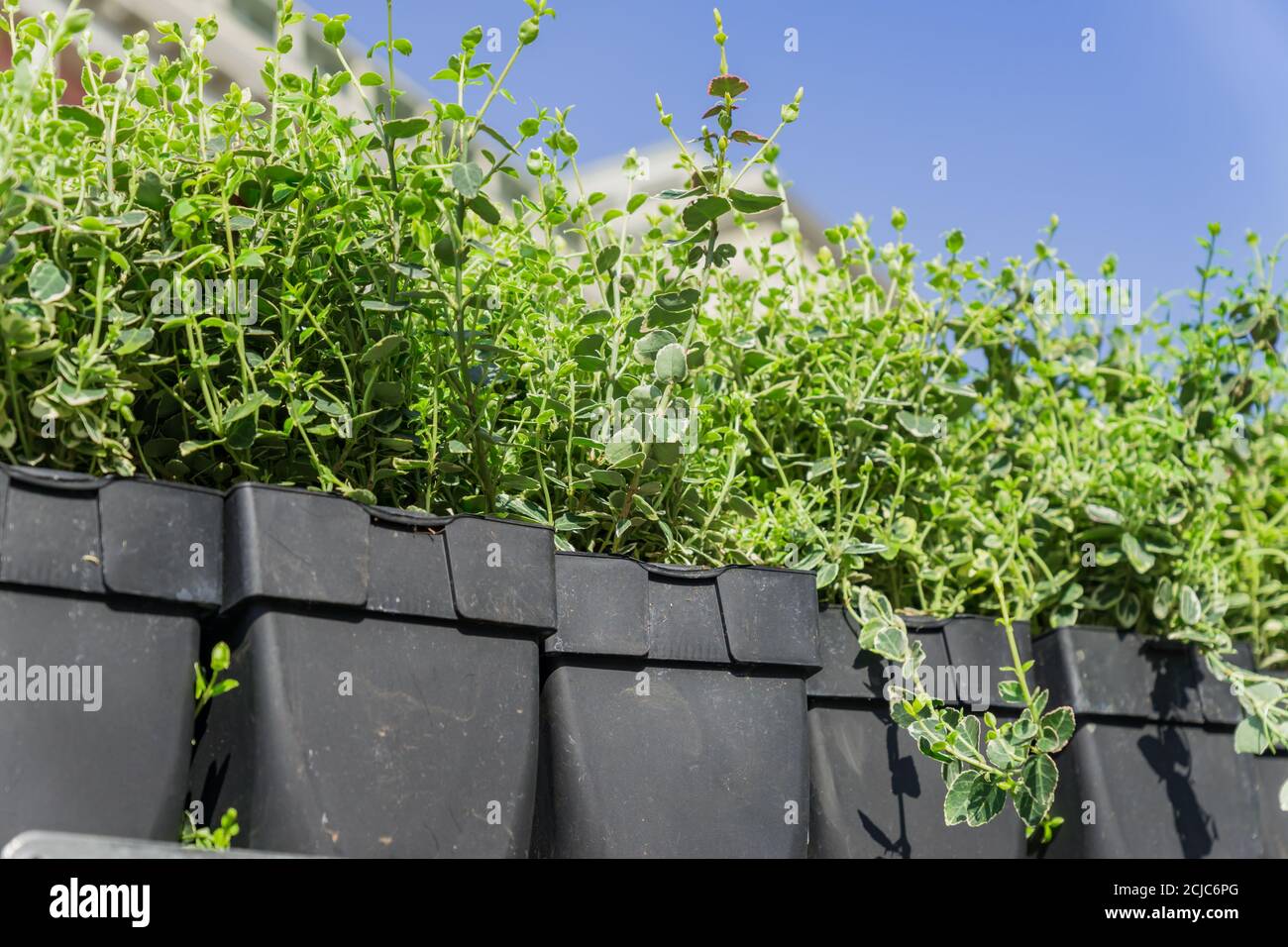 Black plastic garden pots hi-res stock photography and images - Alamy