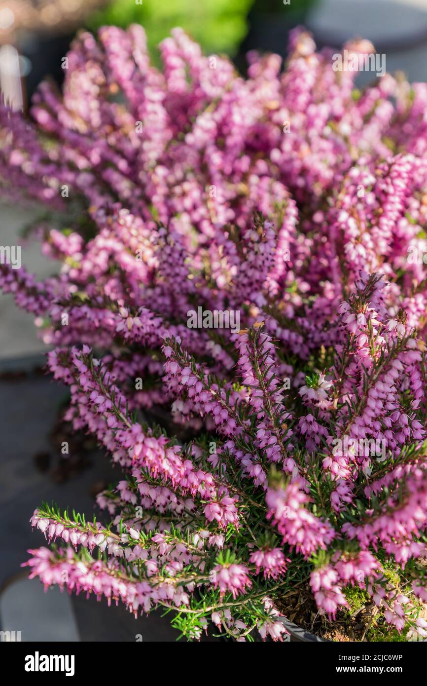 Erica darleyensis - one of the first spring plants. Purple heather flowers close up Stock Photo
