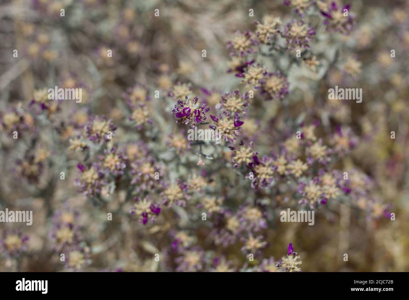 Purple spike inflorescences, Dyebush, Psorothamnus Emoryi, Fabaceae, native subshrub, Twentynine Palms, South Mojave Desert, Spring. Stock Photo