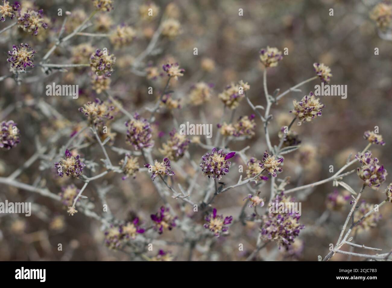 Purple spike inflorescences, Dyebush, Psorothamnus Emoryi, Fabaceae, native subshrub, Twentynine Palms, South Mojave Desert, Spring. Stock Photo