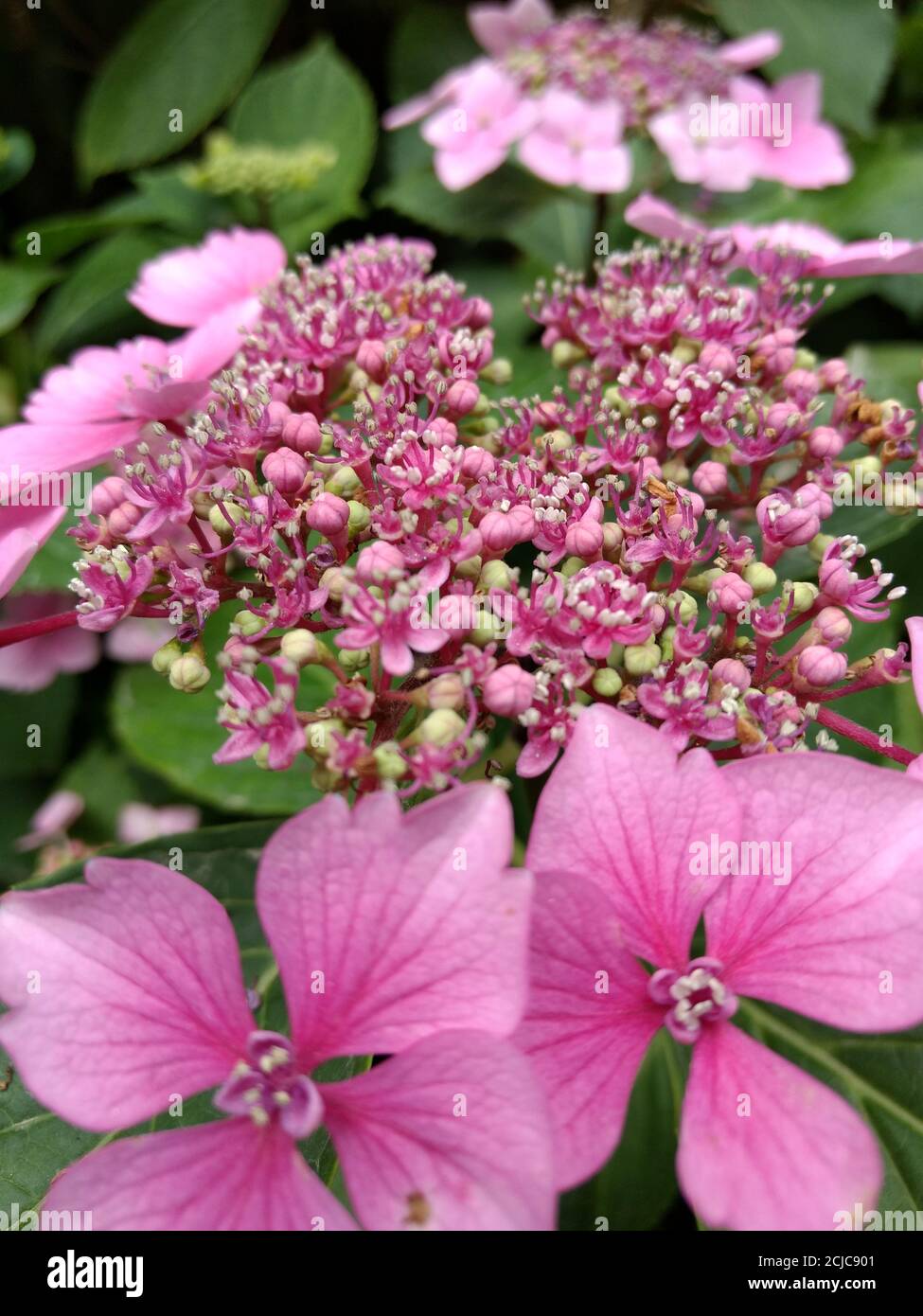 Vertical closeup shot of hydrangea flowers in a garden Stock Photo - Alamy