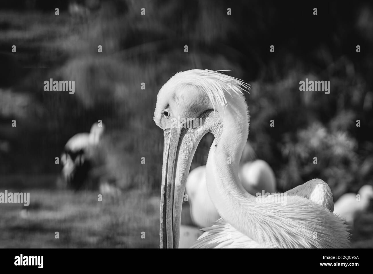 The great white pelican (Pelecanus onocrotalus) photo when cleaning the feathers with the beak. Blurred background. Jerusalem. Stock Photo