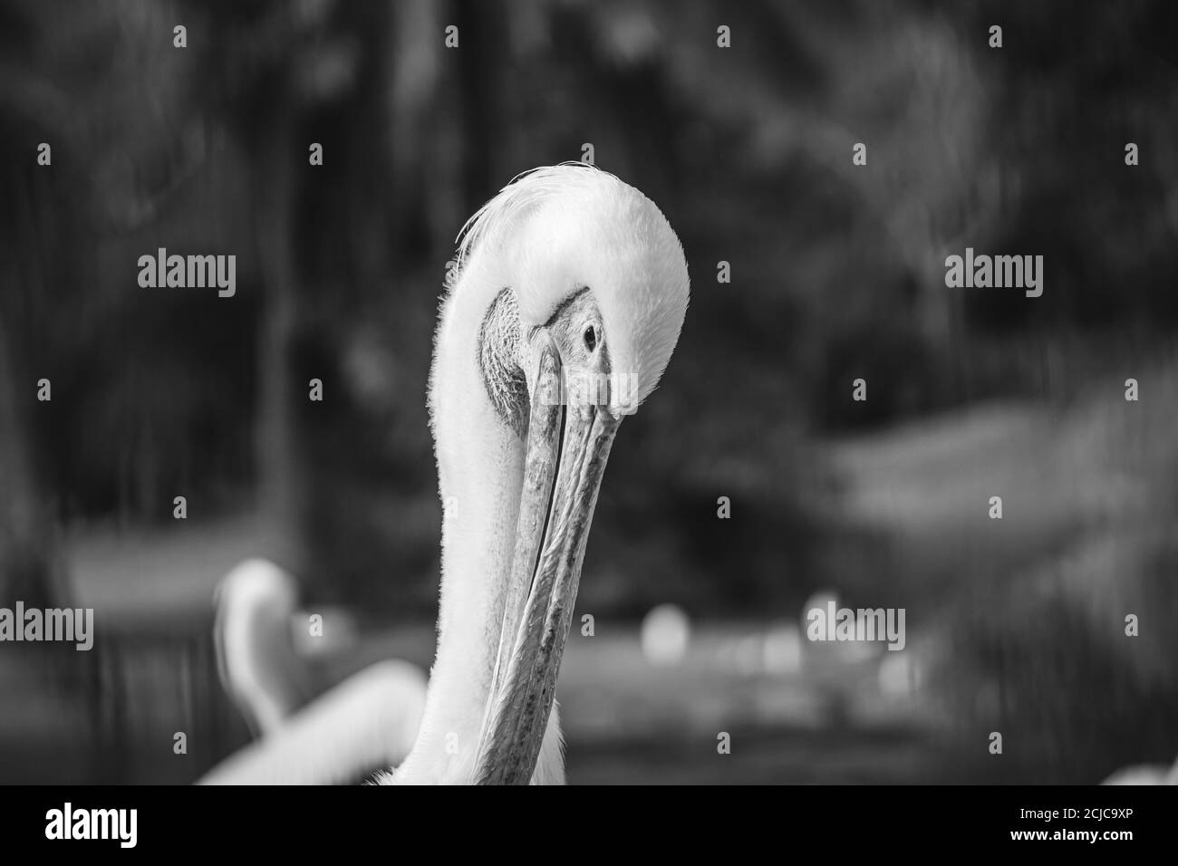 The great white pelican (Pelecanus onocrotalus) photo when cleaning the feathers with the beak. Blurred background. Jerusalem. Stock Photo