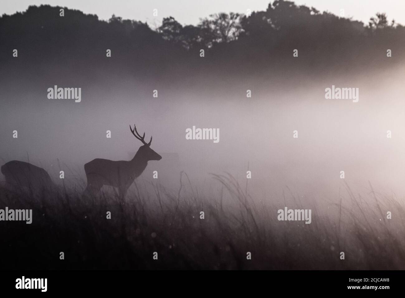 The younger male red deer stag (Cervus elaphus) watches and waits during the rut in Bushy Park Stock Photo