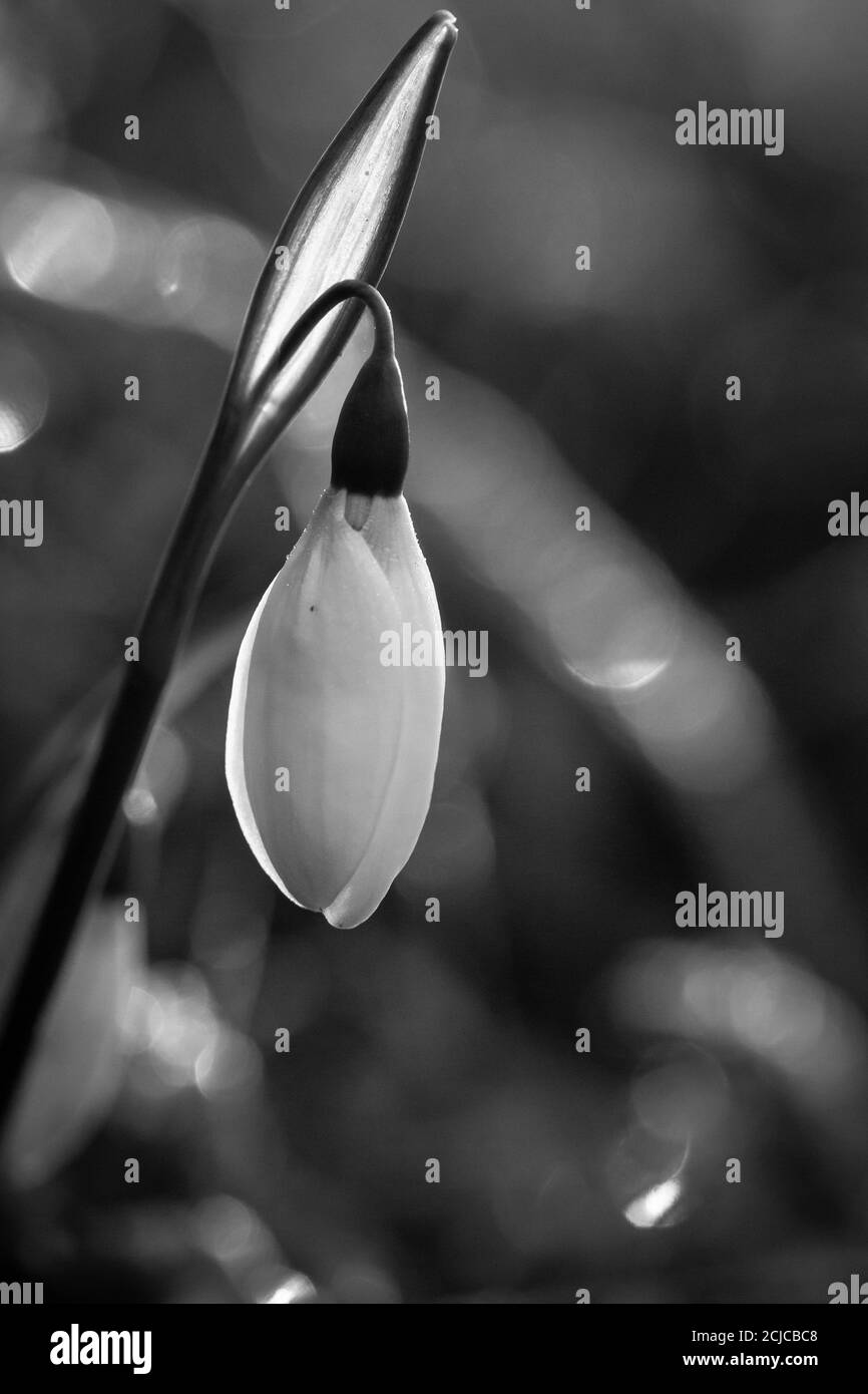 Bell spring Black and White Stock Photos & Images Alamy