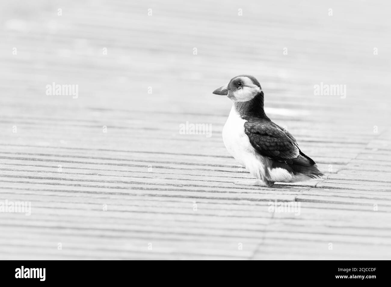 Black and white image of the black and white puffling (Fratercula arctica) on the wooden path around the Farne Islands Stock Photo