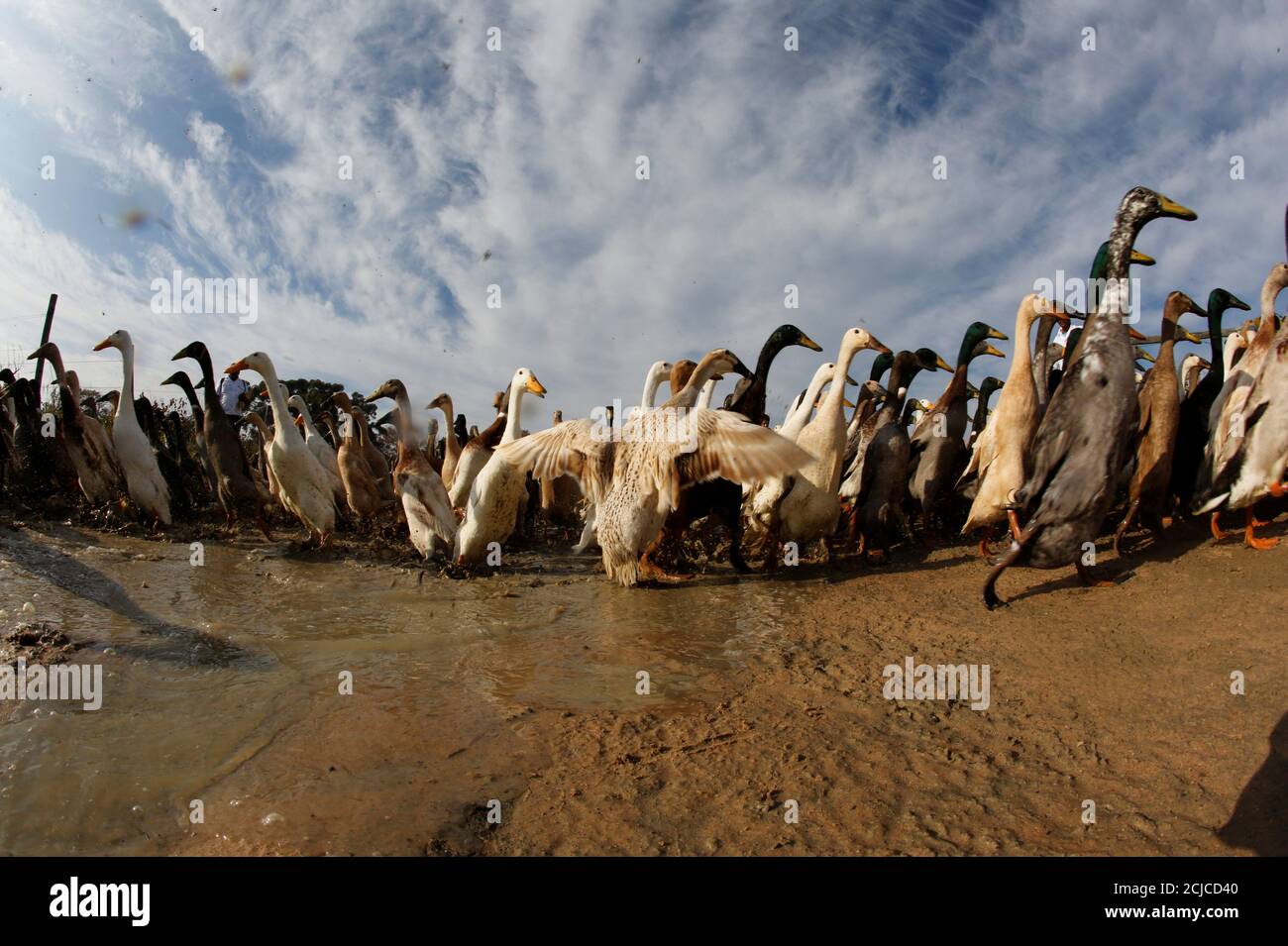 Dune Pests High Resolution Stock Photography and Images Alamy