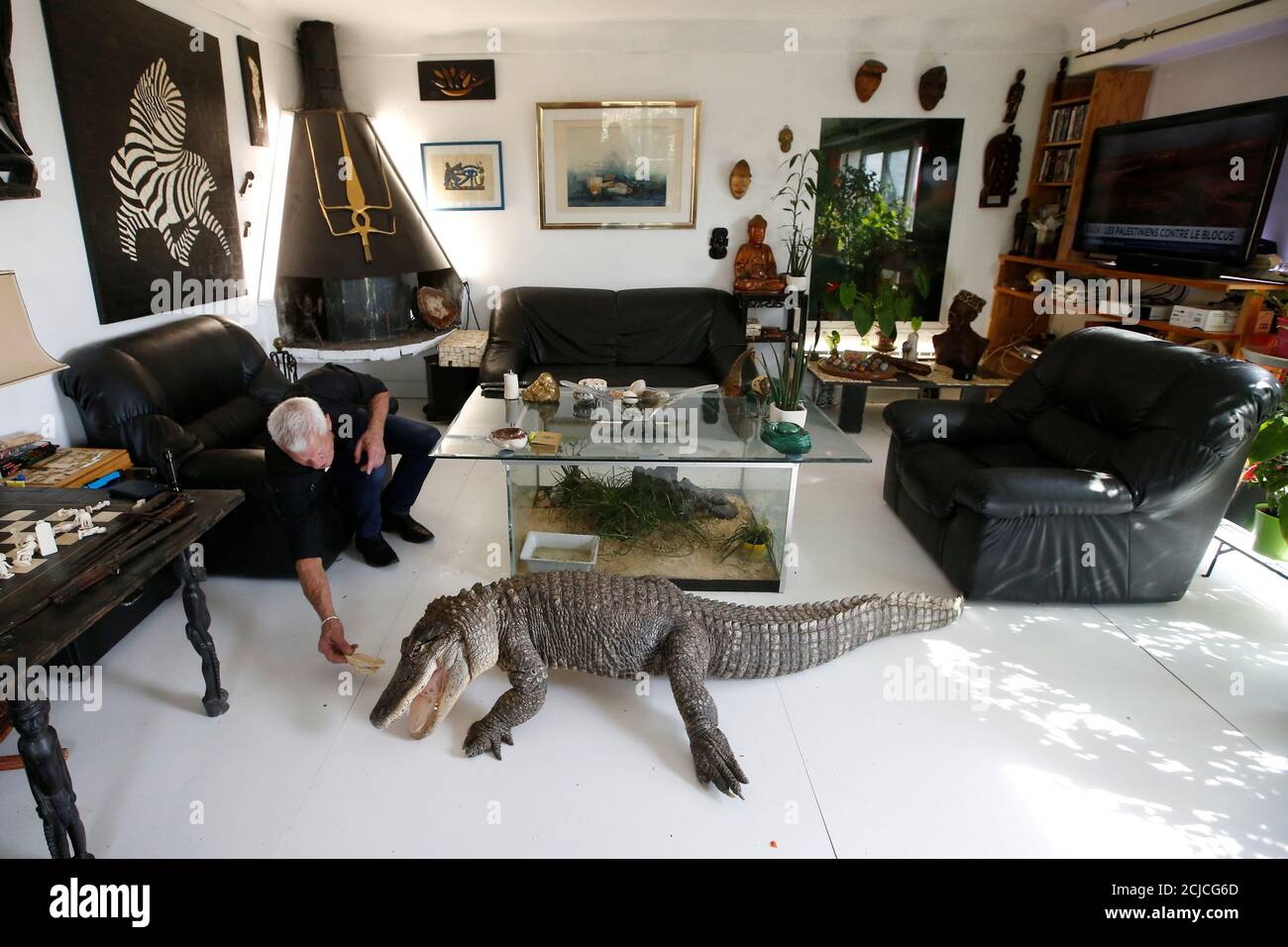 Philippe Gillet, 67 year-old Frenchman who lives with more than 400 reptiles  and tamed alligators, gives chicken to his alligator Ali in his living room  in Coueron near Nantes, France September 19,