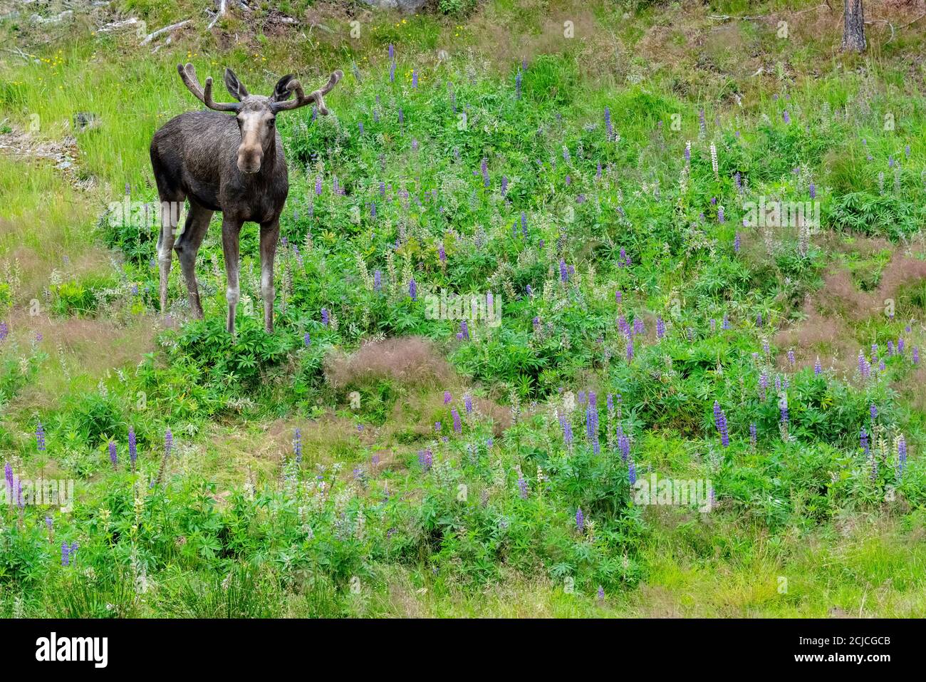 A wild moose in the wilderness of northern Norway Stock Photo
