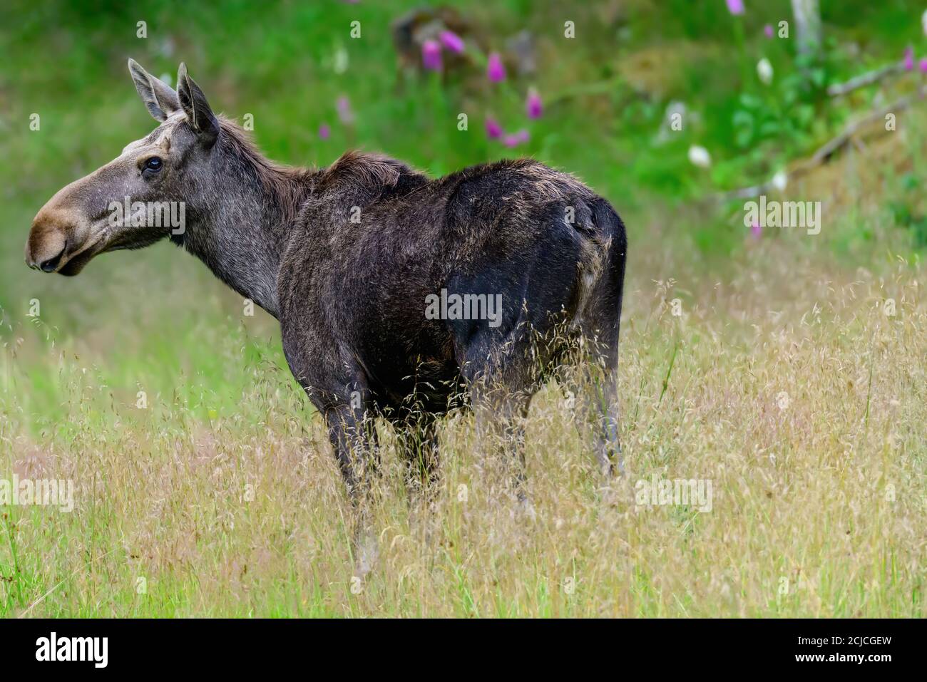 Cow moose in northern Norway Stock Photo