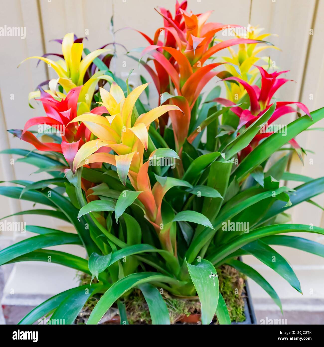 colorful blooming bromeliad flowers indoors, soft focus Stock Photo