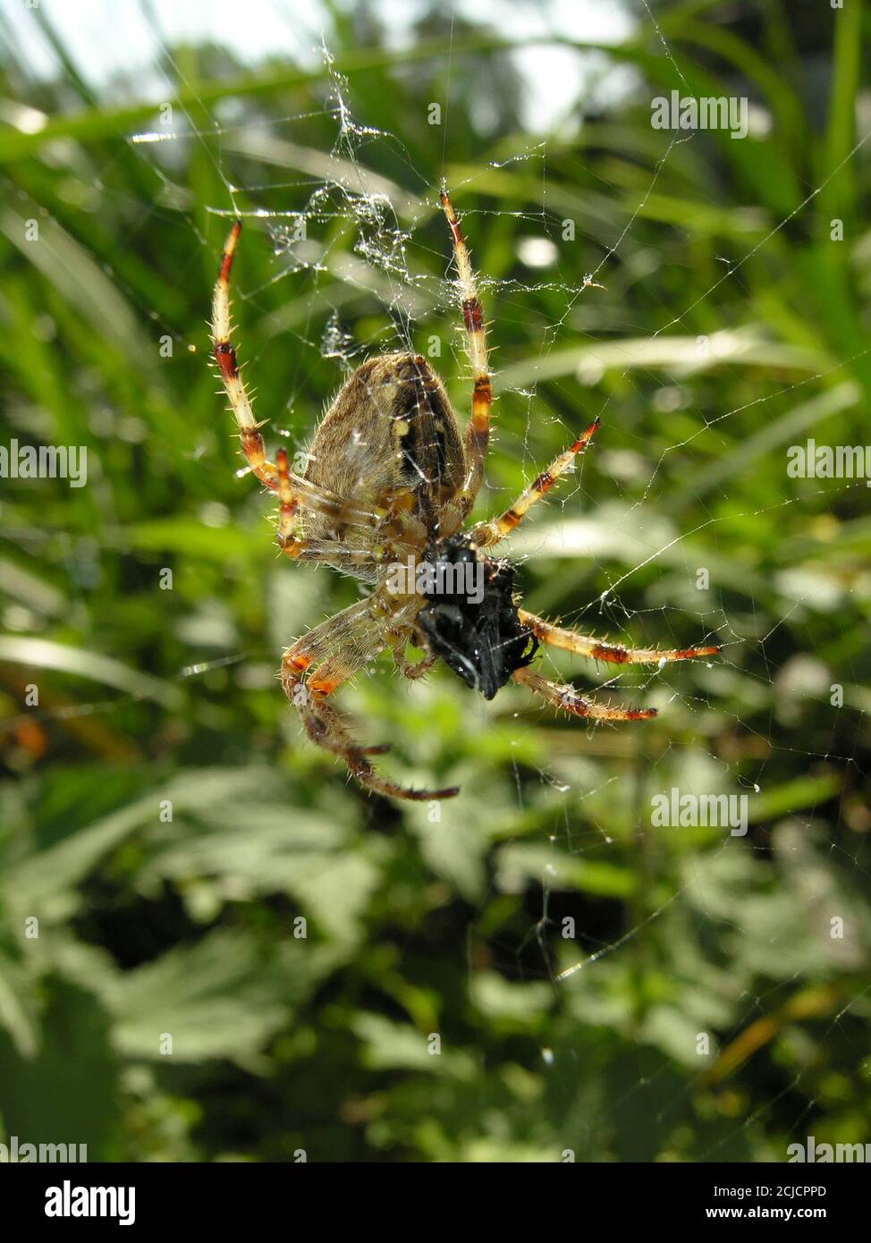 Garden Spider Feeding Stock Photo Alamy