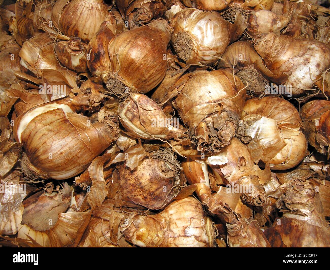 Daffodil bulbs Stock Photo Alamy