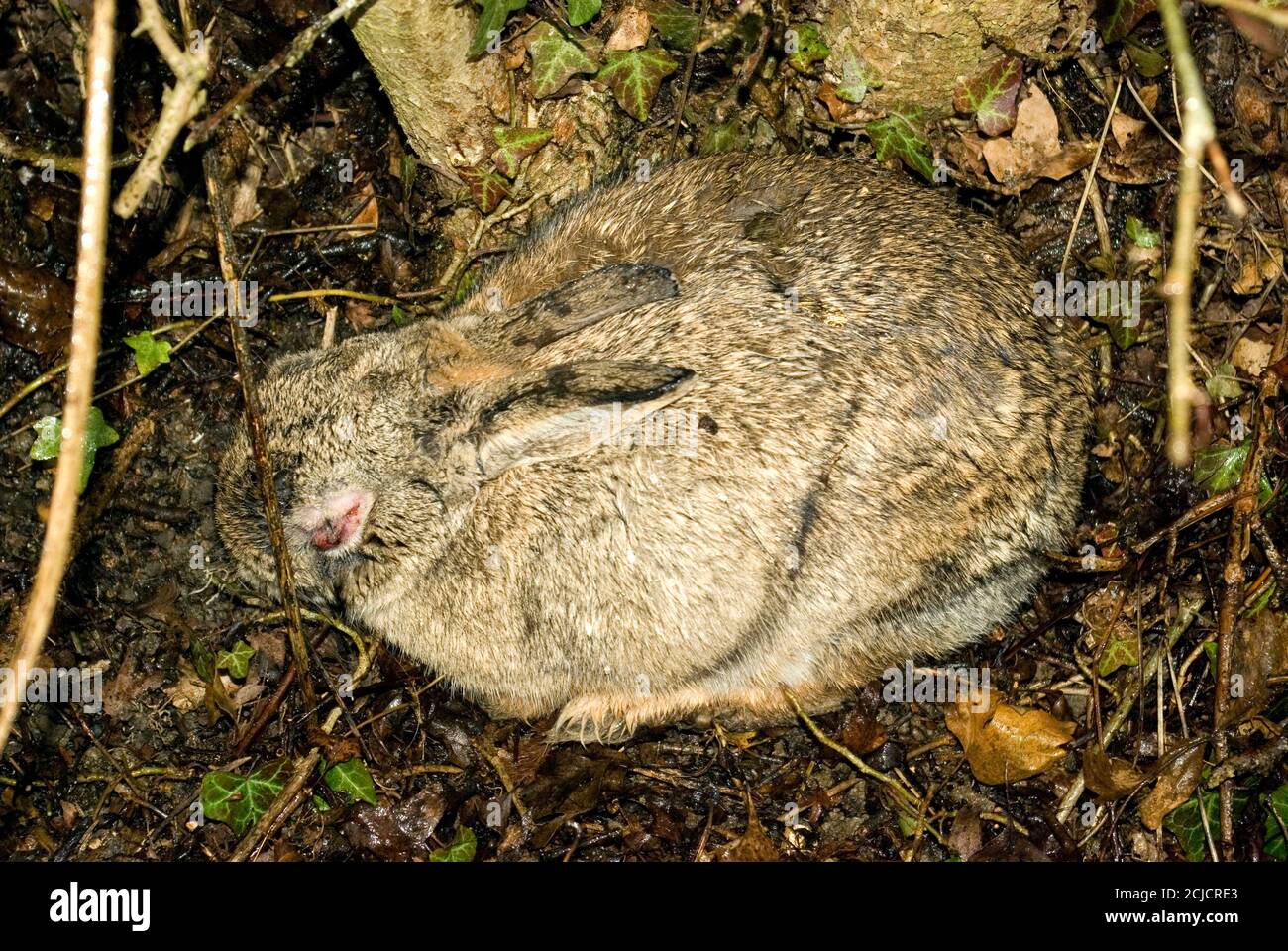 Wild Rabbit with Myxomatosis Stock Photo