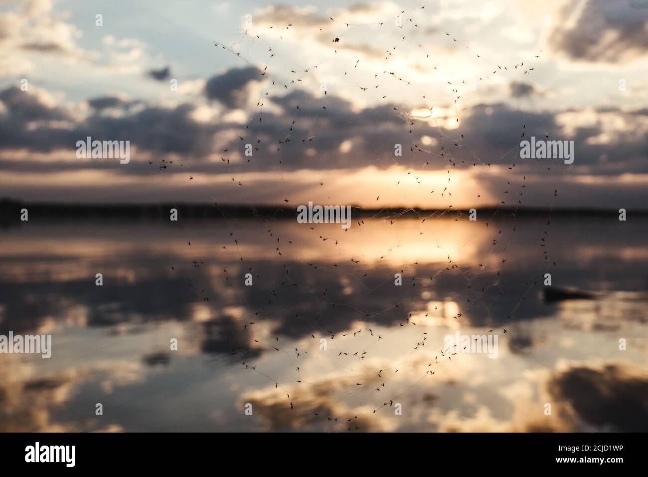 Sunset at the river. Spider web with flies on foreground. Stock Photo
