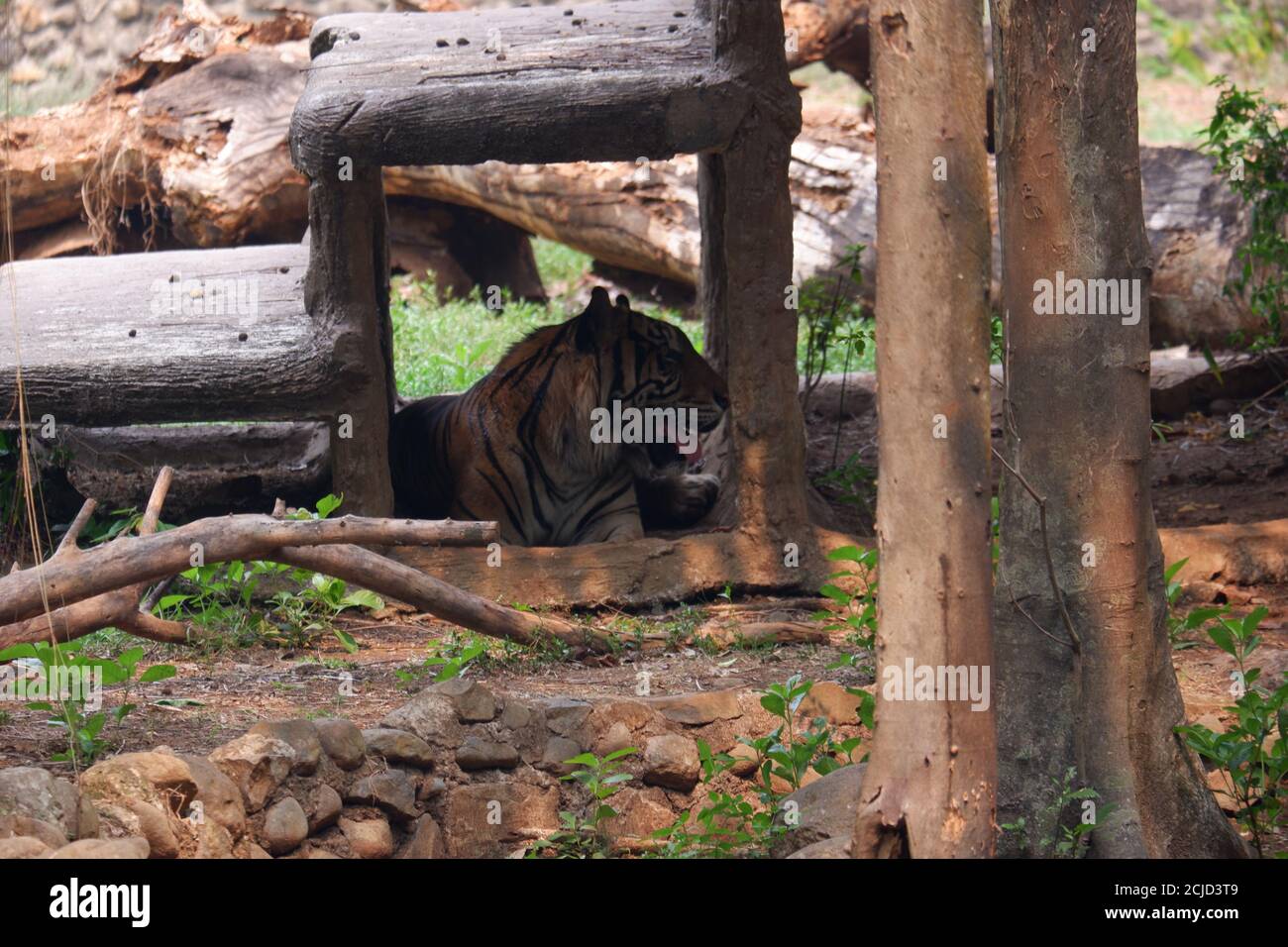 The Sumatran Tiger Is A Population Of Panthera Tigris Sondaica In The