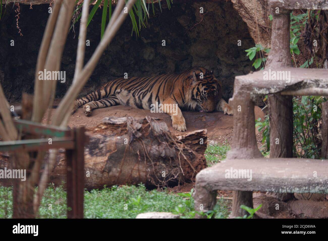 The Sumatran tiger is a population of Panthera tigris sondaica in the Indonesian island of Sumatra. This population was listed as Critically Endangere Stock Photo