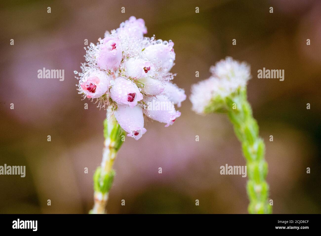 Selective focus closeup shot of blooming pink antennaria dioica flowers Stock Photo