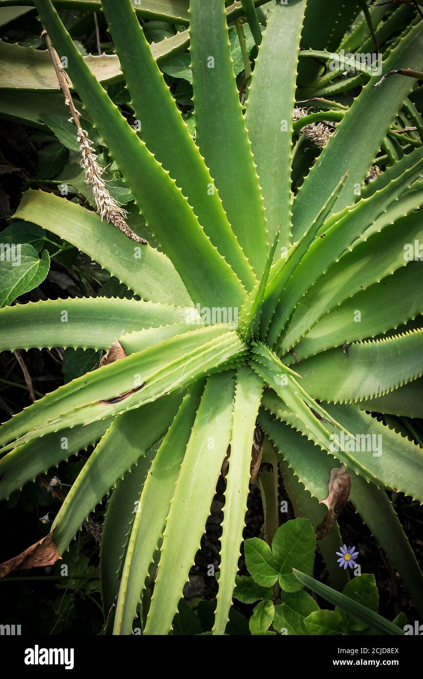 Aloe arborescens Candelabra aloe Stock Photo - Alamy
