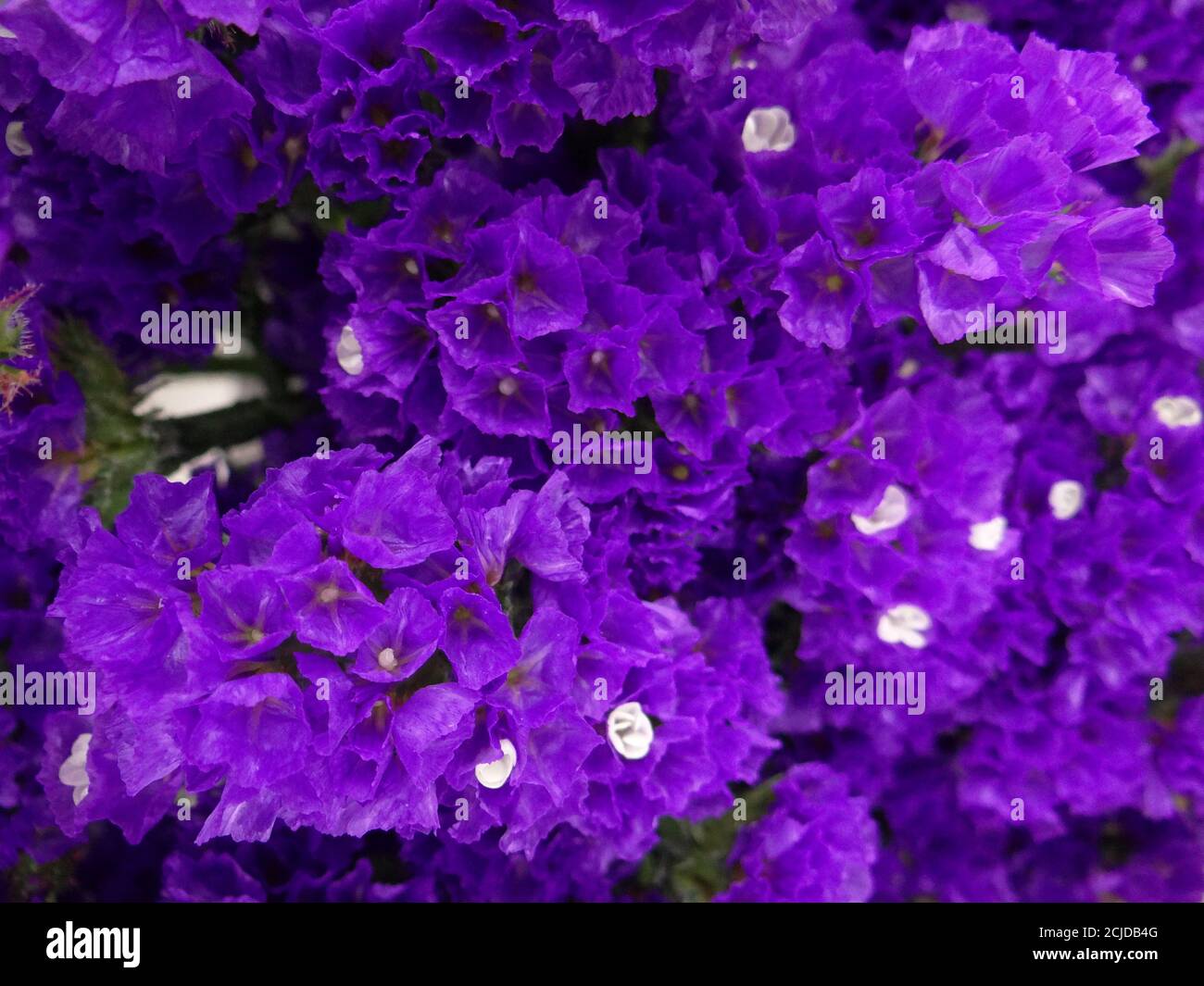 Closeup shot of beautiful purple Limonium flowers Stock Photo