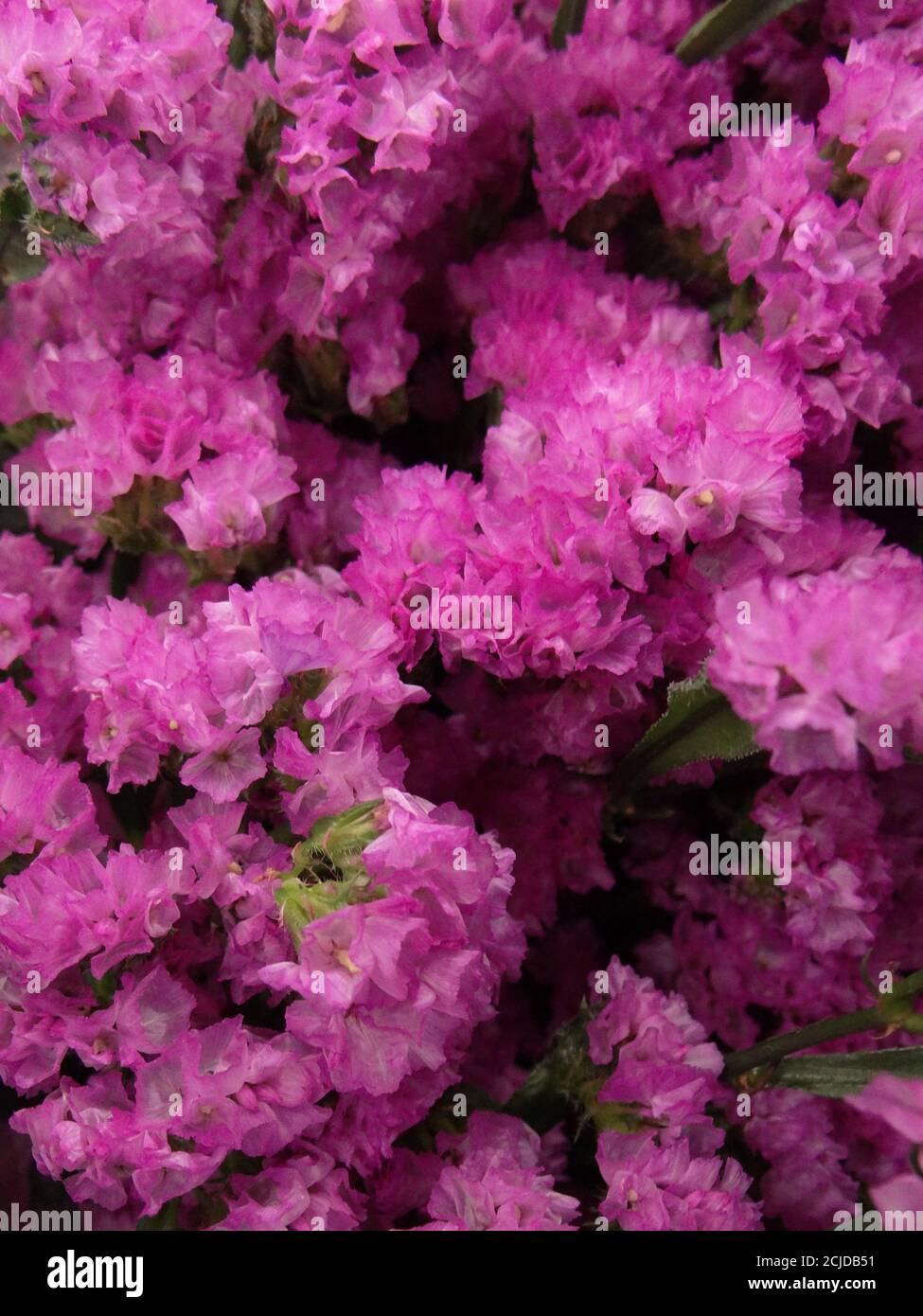 Closeup shot of beautiful pink Limonium flowers Stock Photo